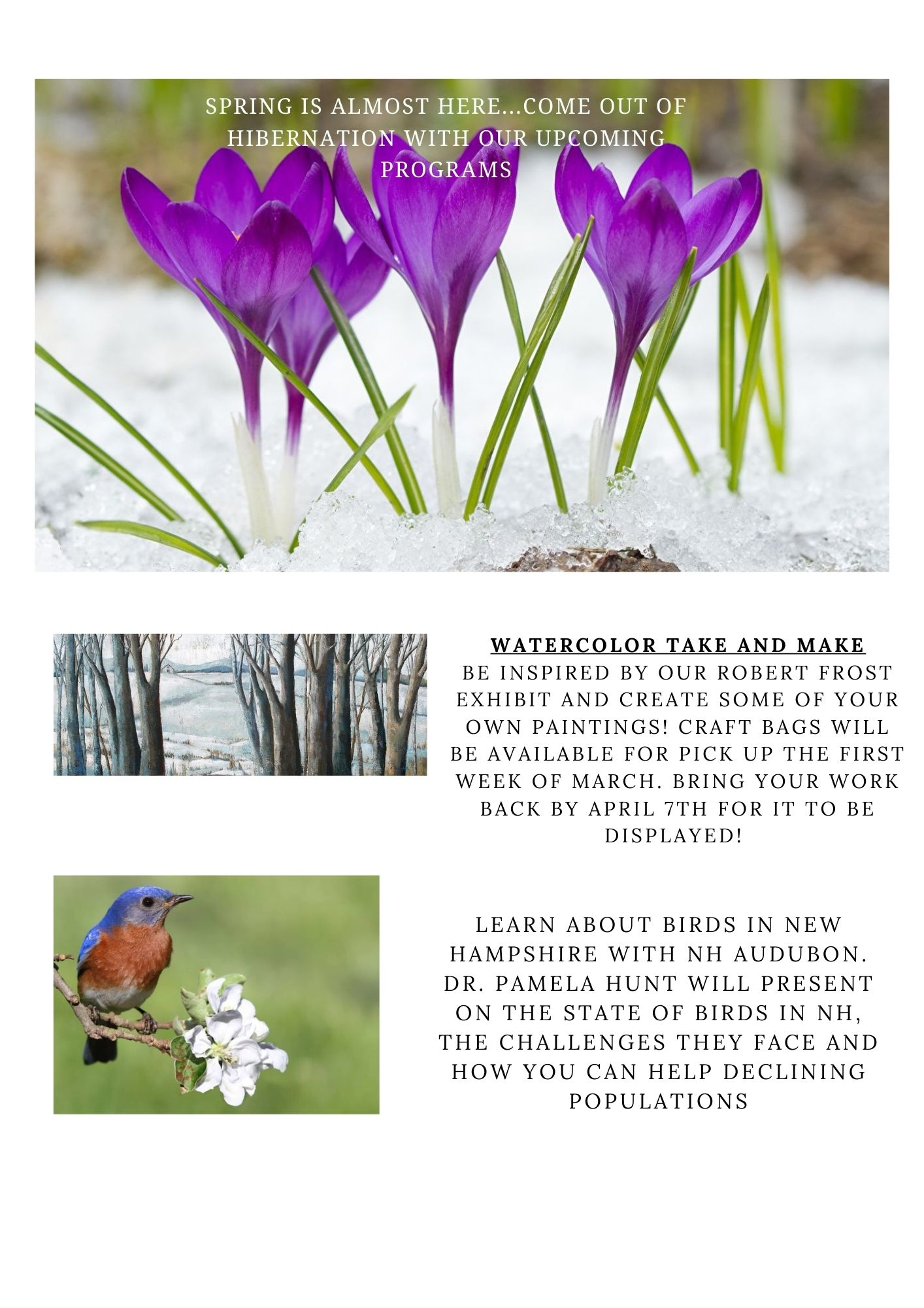 Crocuses in Snow