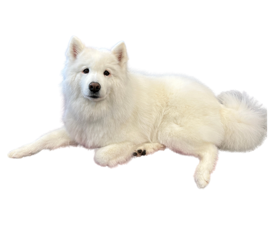 a photo of Kallista lying down with a transparent background