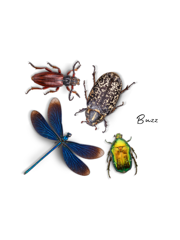 Bugs
