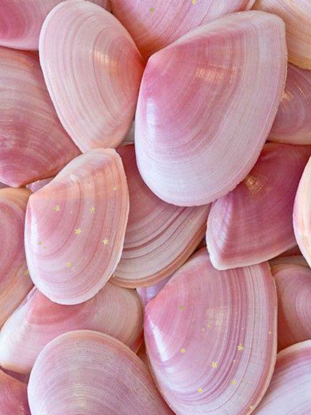 Mog podge Seashells