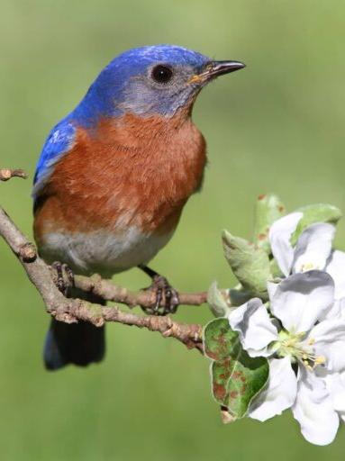 Bluebird