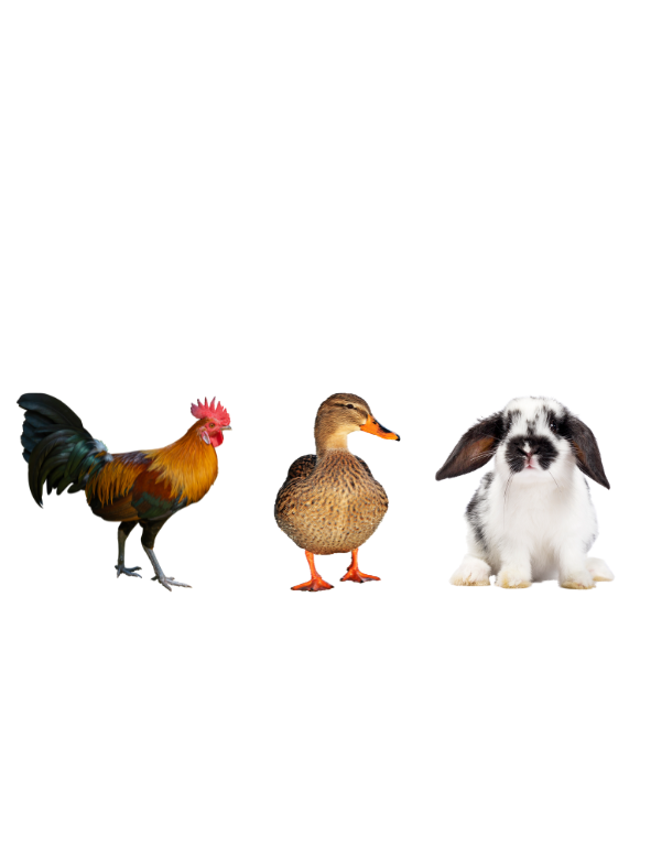Farm Animals