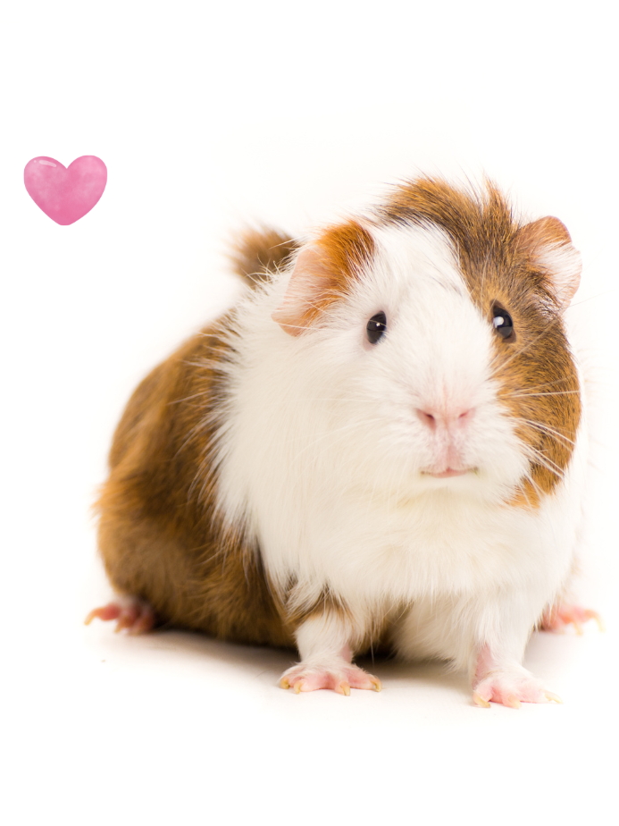 Guinea Pig