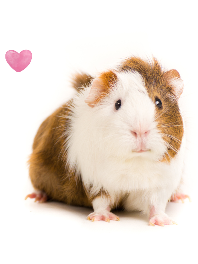 Guinea Pig