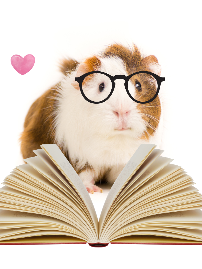 Guinea Pig