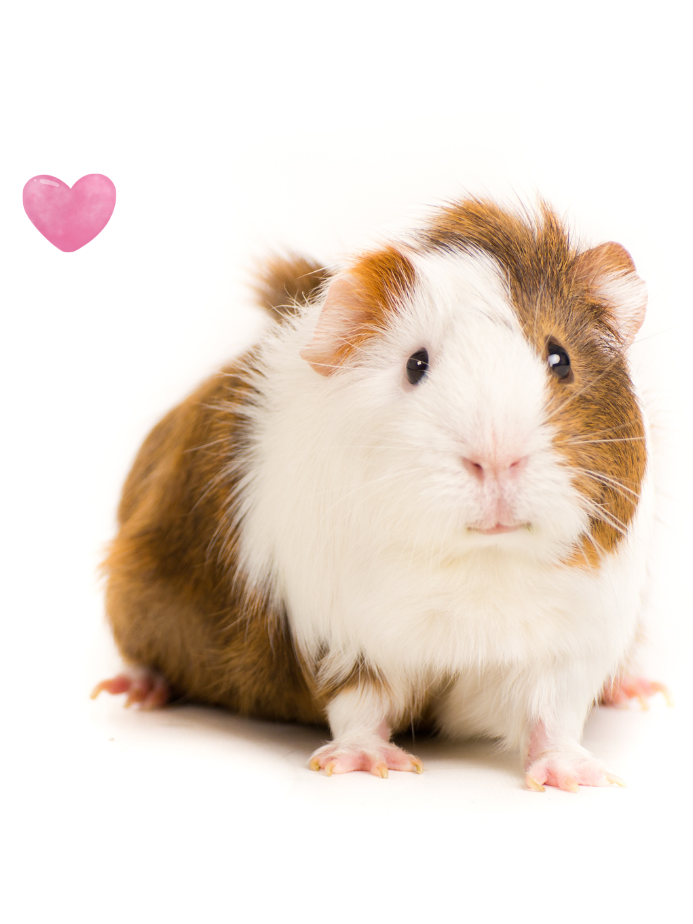 Read to a Guinea Pig