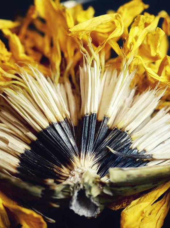 Marigold Seeds