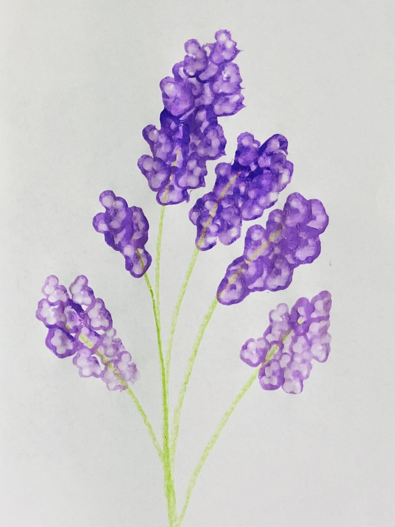 Lilacs