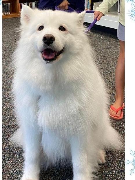 White dog