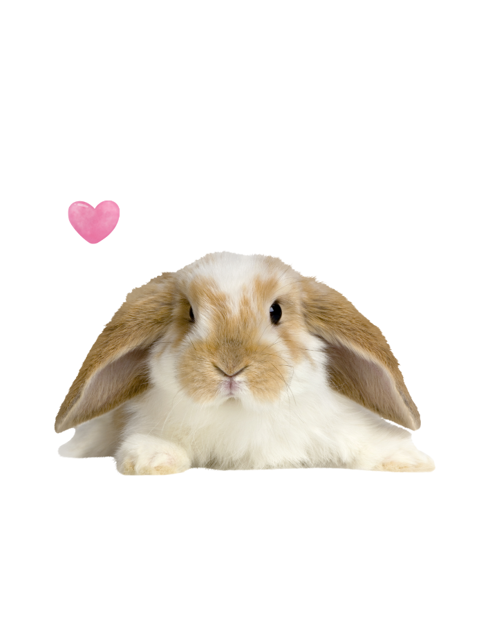 Rabbit Library Visit
