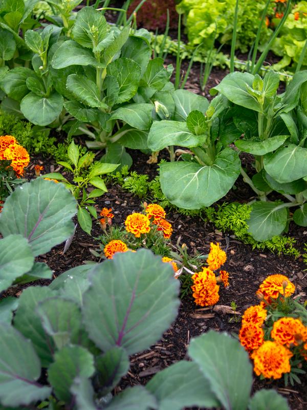 Marigolds