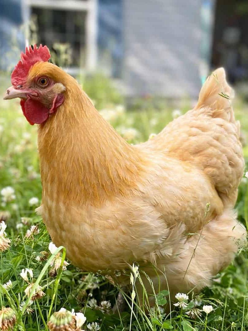 chicken