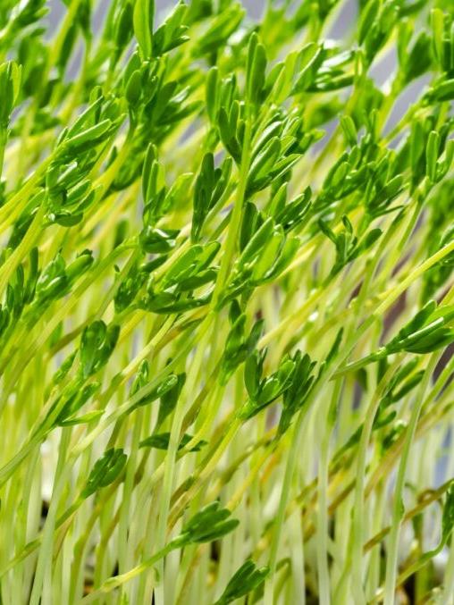 Microgreens