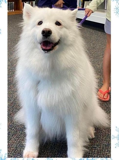 White Dog