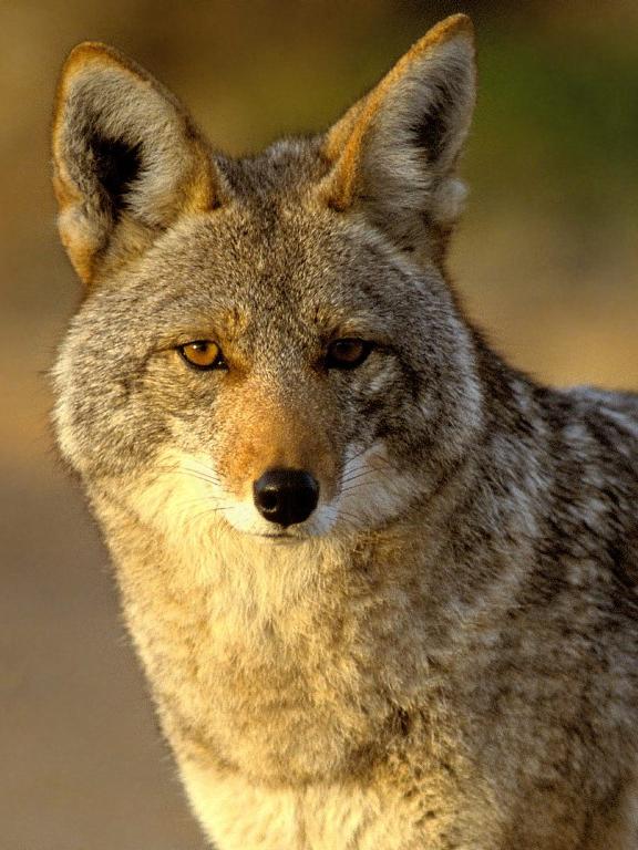 Coyote