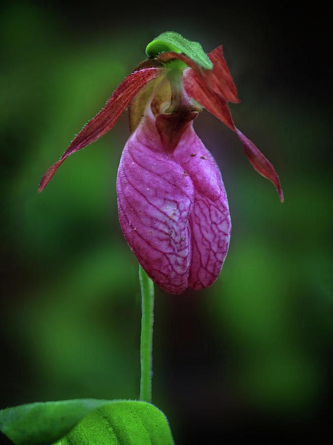 Pink Ladyslipper